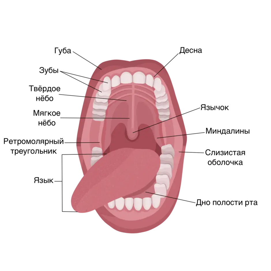 Полость рта язык зубы. Строение ротовой полости миндалины. Строение ротовой полости человека анатомия. Структура языка человека. Строение языка в ротовой полости.