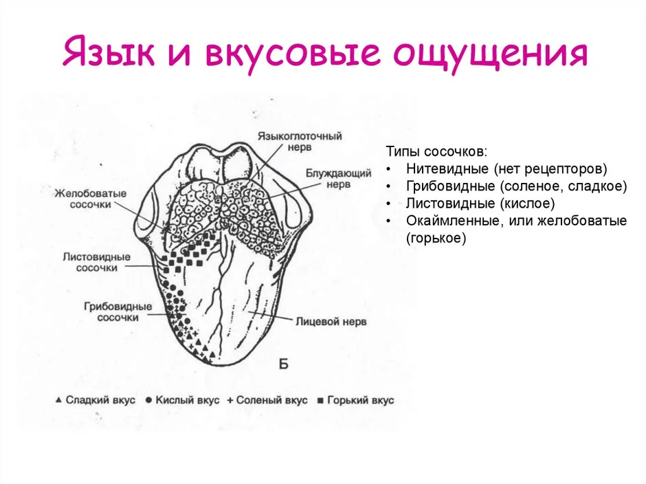 Рисунок языка вкусовые рецепторы