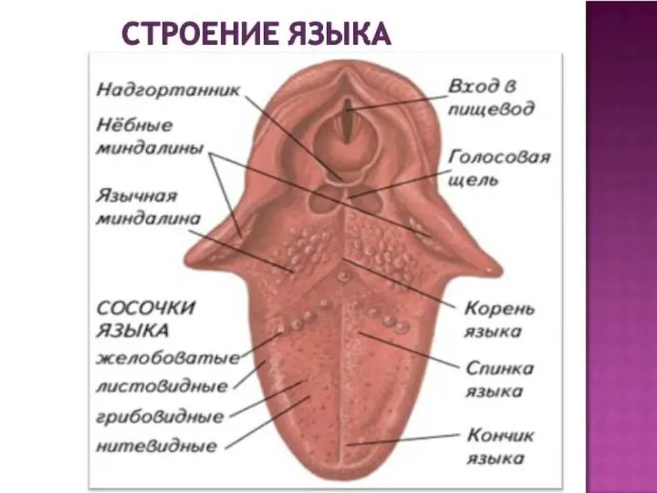 Строение языка человека рисунок