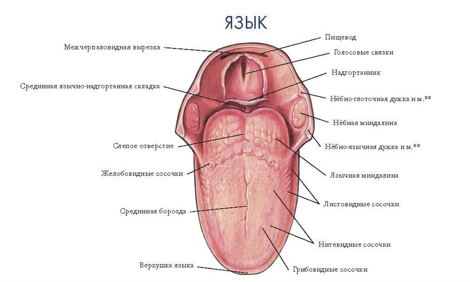 Язык фото анатомия