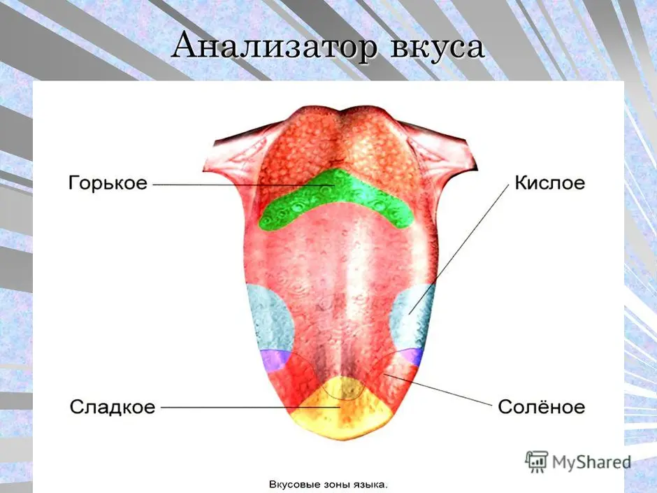 Вкусовой анализатор анатомия схема