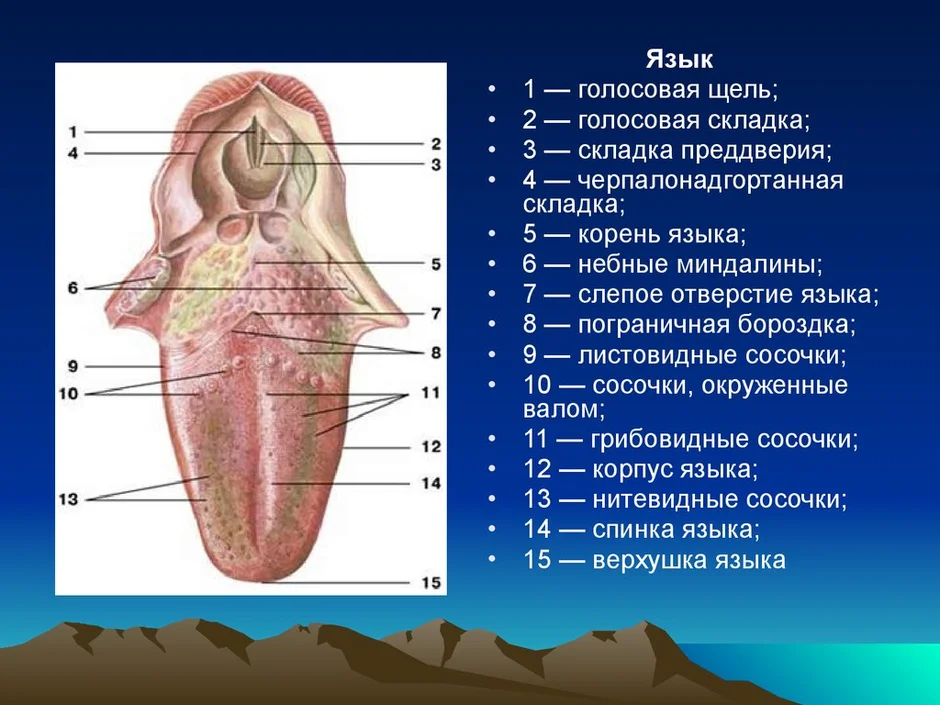 Строение языка человека рисунок