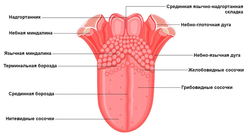 Человеческий язык строение. Строение вкусовых сосочков. Человеческий язык рисунок.