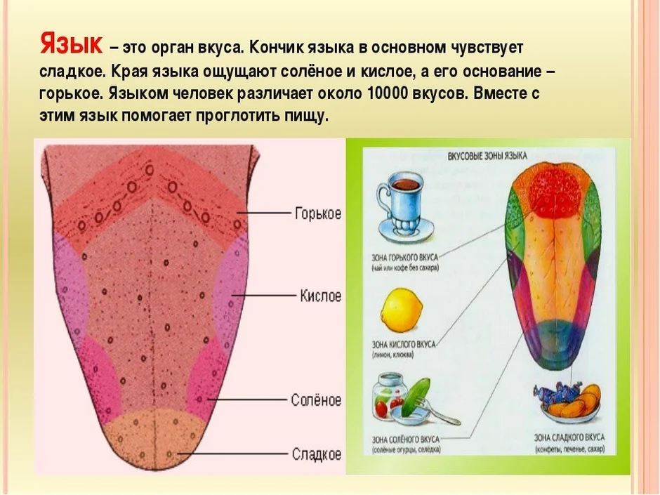 Какими цифрами на рисунке обозначены зоны языка которые воспринимают сладкий и горький вкусы