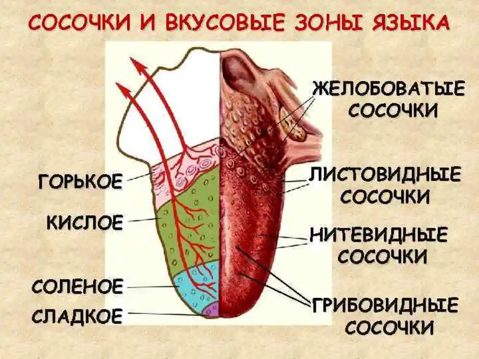 Рисунок языка вкусовые рецепторы