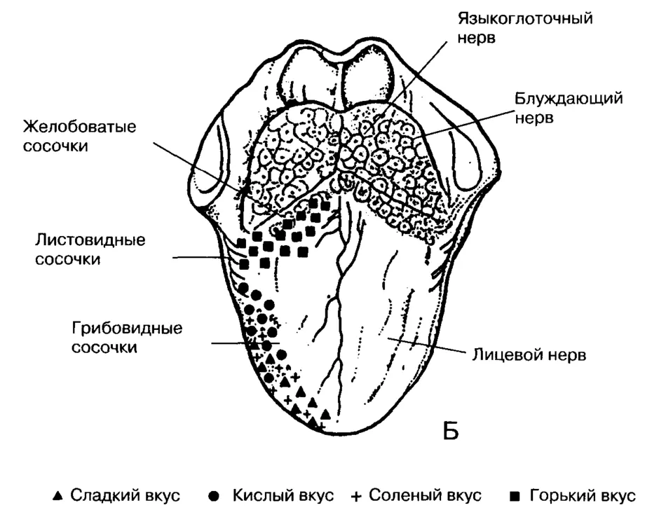 На рисунке показаны вкусовые зоны языка укажите красным карандашом