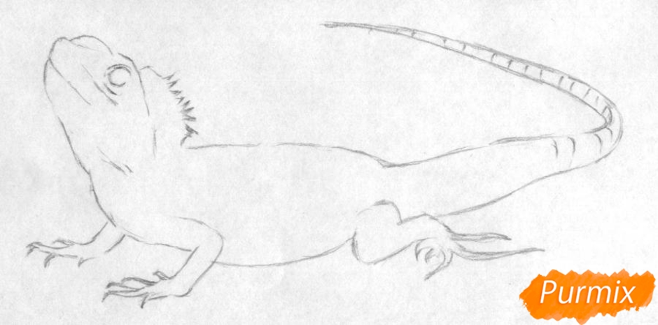 Ящерицы для начинающих. Ящерица рисунок. Поэтапное рисование ящерицы. Рисовать ящерицу карандашом. Пошаговое рисование ящерицы.