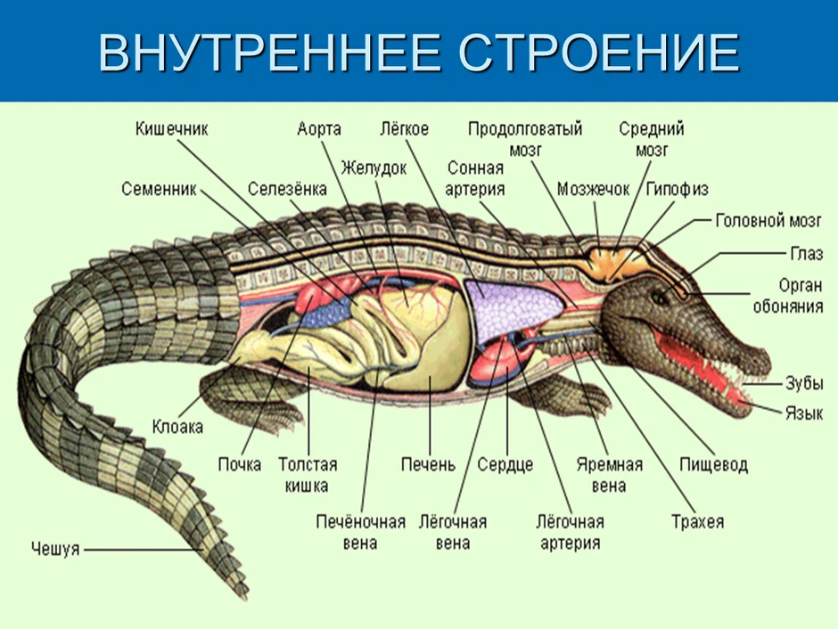 Внешнее строение пресмыкающихся рисунок