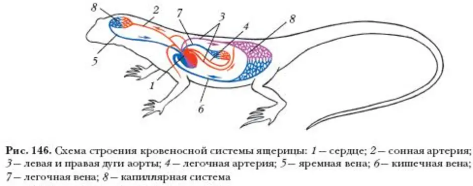 Схема строения кровеносной системы ящерицы