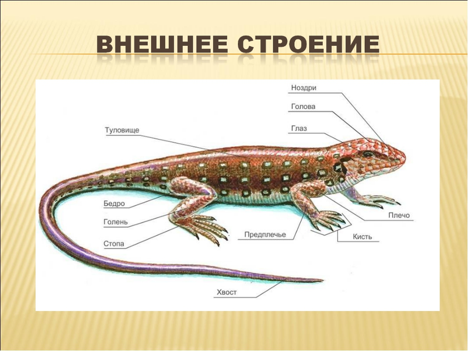 Укажите к каким классам и отрядам относятся животные приведенные на рисунке саламандра ящерица