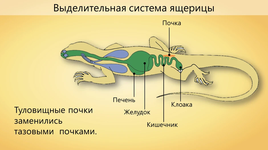 Рептилия рисунок биология