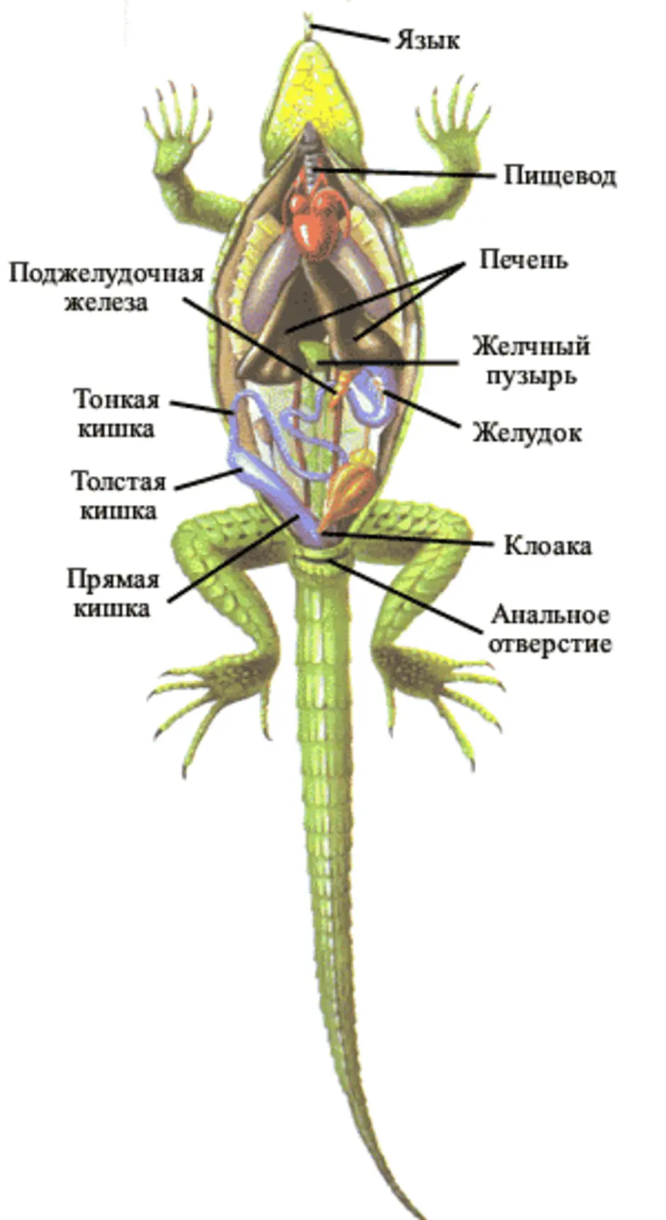 Внутренние органы рептилий. Структура внутреннего строения ящерицы. Строение пищеварительной системы ящерицы. Внутреннее строение ящерицы схема. Внутреннее строение пресмыкающихся.