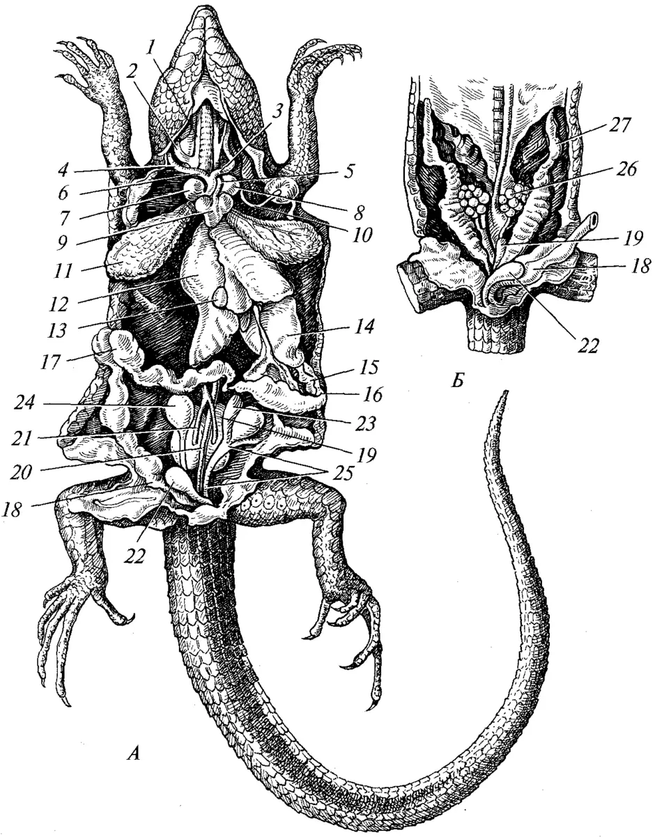 Внутреннее строение ящерицы фото