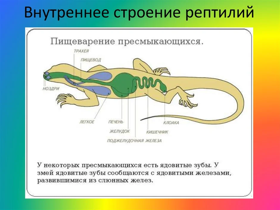 Пищеварительный тракт ящерицы начиная со рта