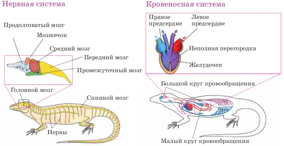 Строение пресмыкающихся рисунок