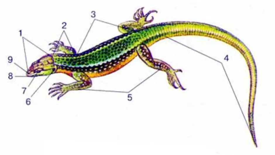 Симметрия тела ящерицы