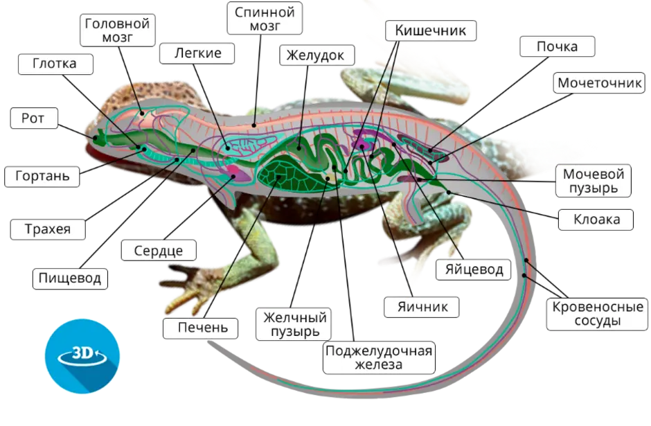 Внешнее строение пресмыкающихся рисунок