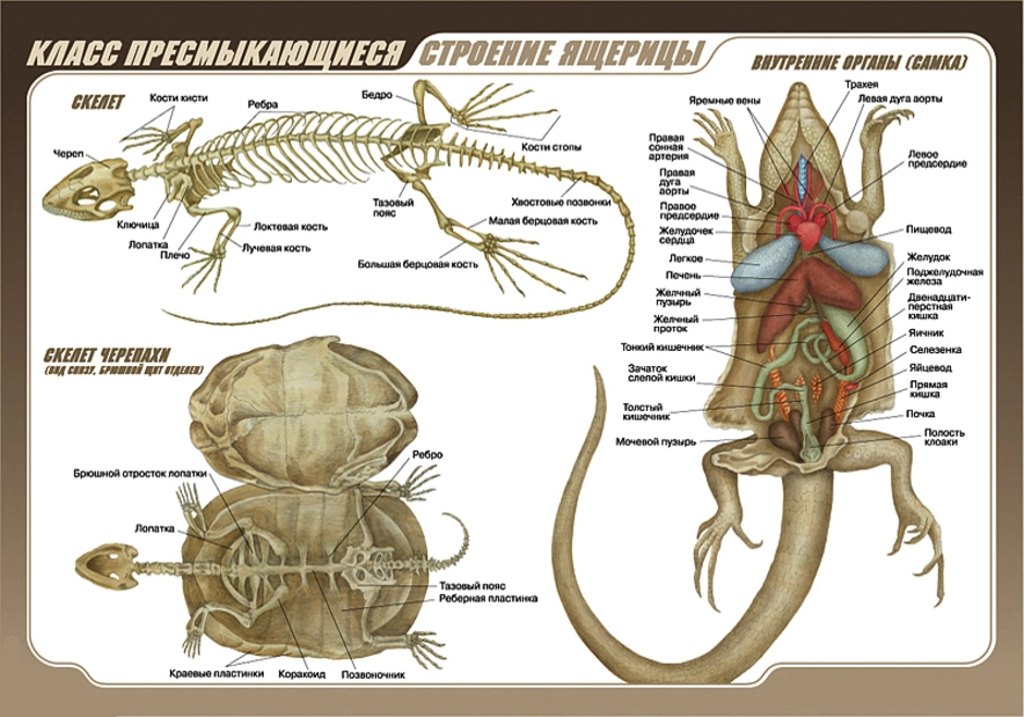 Строение пресмыкающихся рисунок