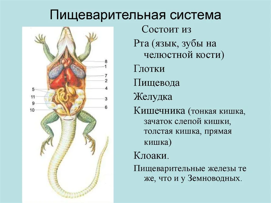 Строение пресмыкающихся рисунок