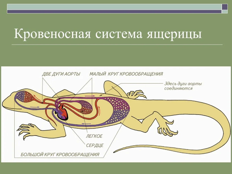 Кровеносная система пресмыкающихся схема