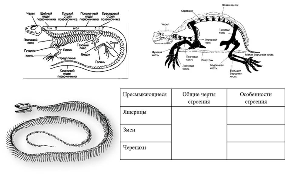 Охарактеризуйте черты внутреннего строения рептилий. Внутреннее строение пресмыкающихся схема. Внутреннее строение пресмыкающихся скелет. Пресмыкающиеся биология строение. Внешнее строение и скелет пресмыкающихся общая характеристика.