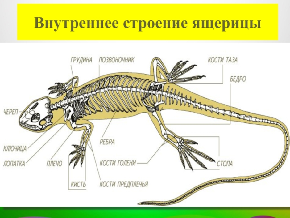 Назовите органы рептилии изображенной на рисунке