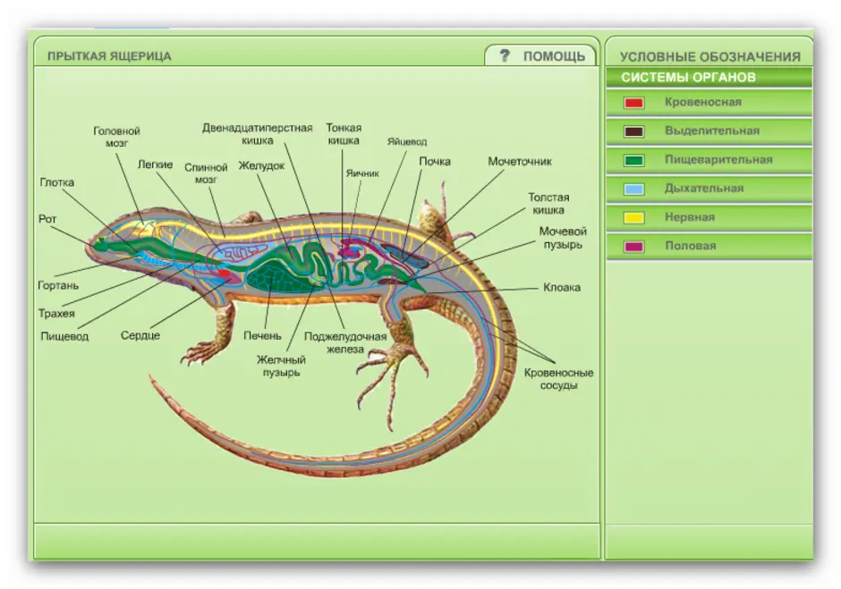 Внешнее строение пресмыкающихся рисунок