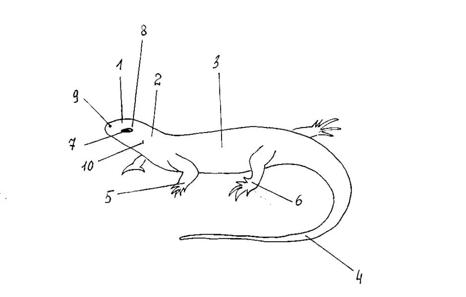 Строение ящерицы рисунок с подписями
