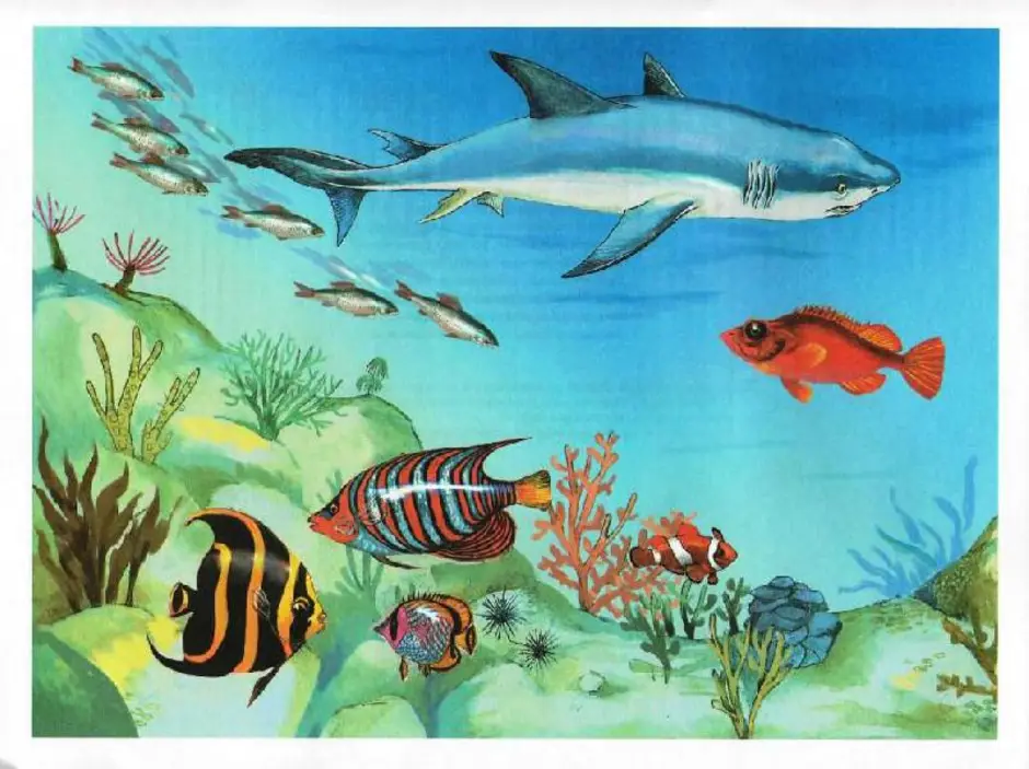 Обитатели океана конспект. Обитатели моря для детей. Водные животные для детей. Обитатели рек для дошкольников.