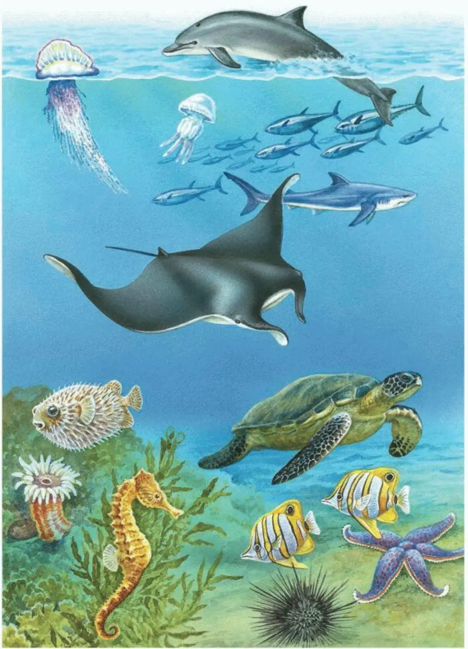 Примеры обитателей среды 5 класс. Обитателив однйос Реды. Обитатели морей и океанов. Обитатели водноной среды. Водная среда обитания.
