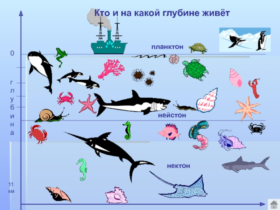 Примеры водных групп. Морские обитатели на разных глубинах. Обитатели морских глубин для детей. Морские обитатели на разных глубинах океана. Водные обитатели по глубине.