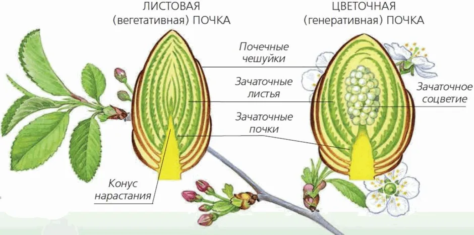 На рисунке изображено строение вегетативной и генеративной почек под цифрой 1 изображено