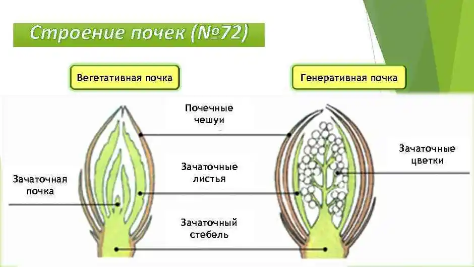 Рисунок генеративной и вегетативной почки