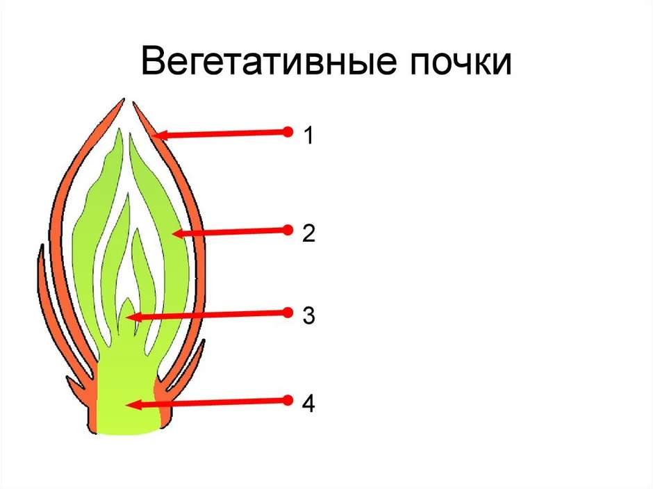 Строение вегетативной. Строение вегетативной почки растения. Строение вегетативной листовой почки. Вегетативная почка это в биологии 6 класс. Строение вегетативной почки без подписей.