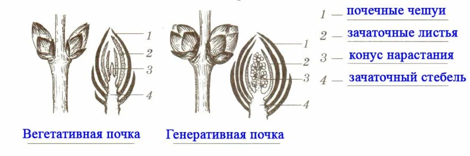 Какой элемент цветочной почки обозначен на рисунке цифрой 1