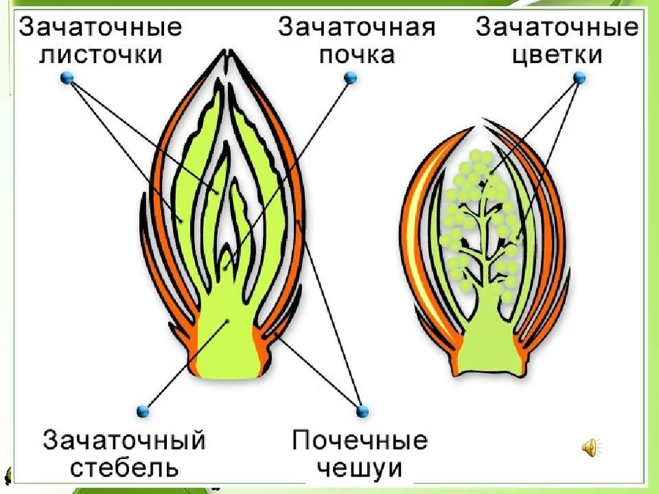 Почка у растения рисунок