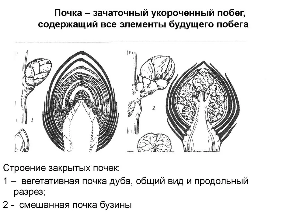 Изображение вегетативной почки