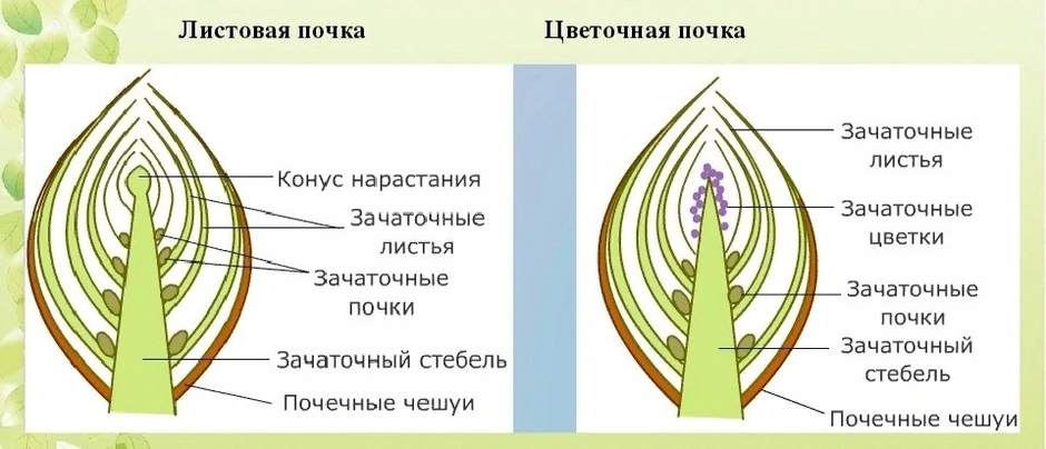 Покажите стрелками и подпишите на рисунке зачаточный лист почечную чешую зачаточный стебель