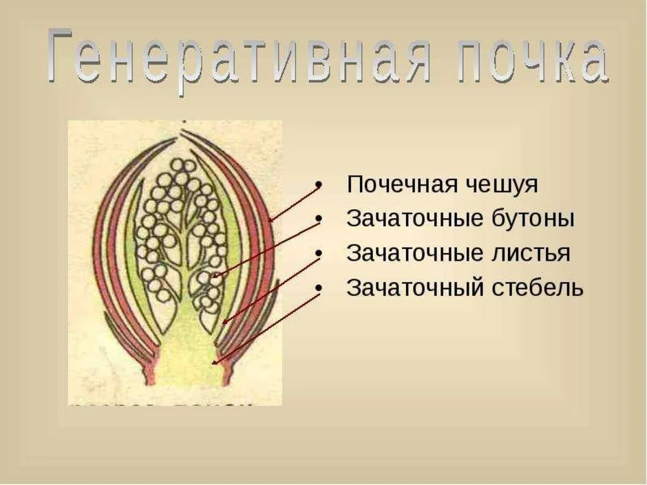 Рисунок вегетативной почки. Строение генеративной почки. Строение генеративной почк. Строение цветочной почки. Генеративная почка почечная чешуя.