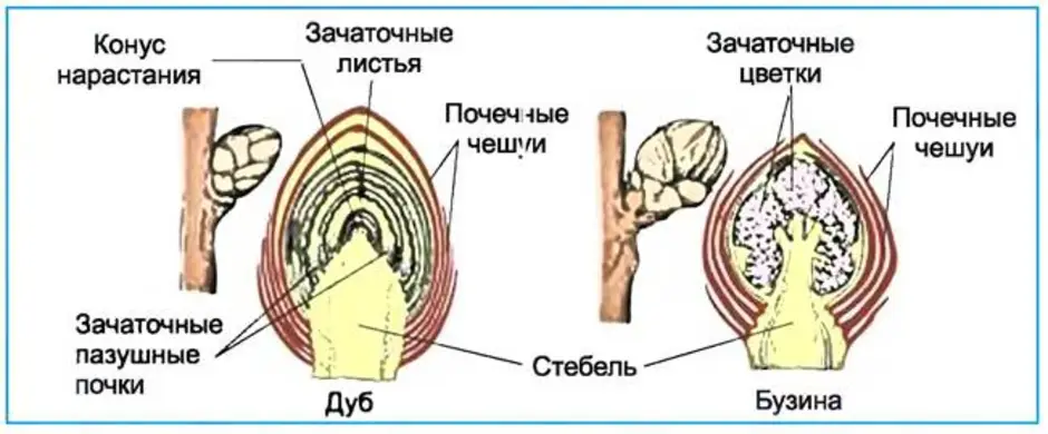 Вегетативными называют почки. Строение вегетативной и генеративной почки. Строение вегетативной почки и генеративной почки. Строение растительной почки. Строение вегетативной и цветочной почек.