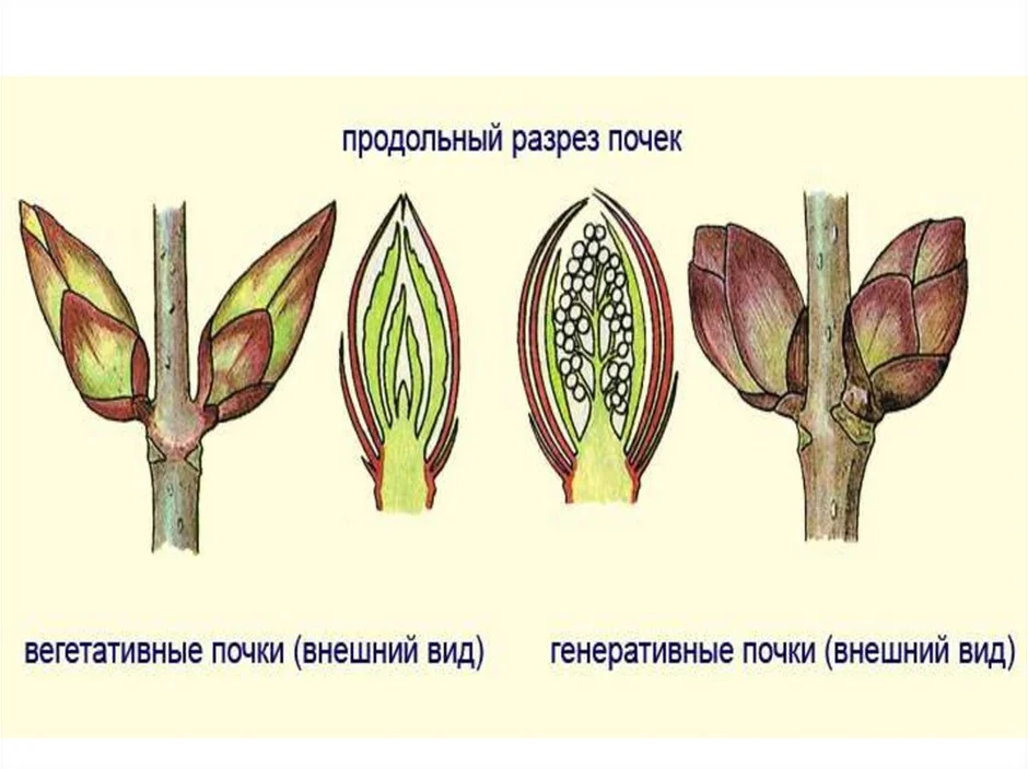 Придаточные почки рисунок