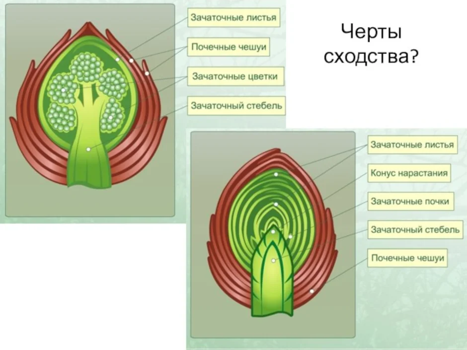 Вегетативная почка рисунок