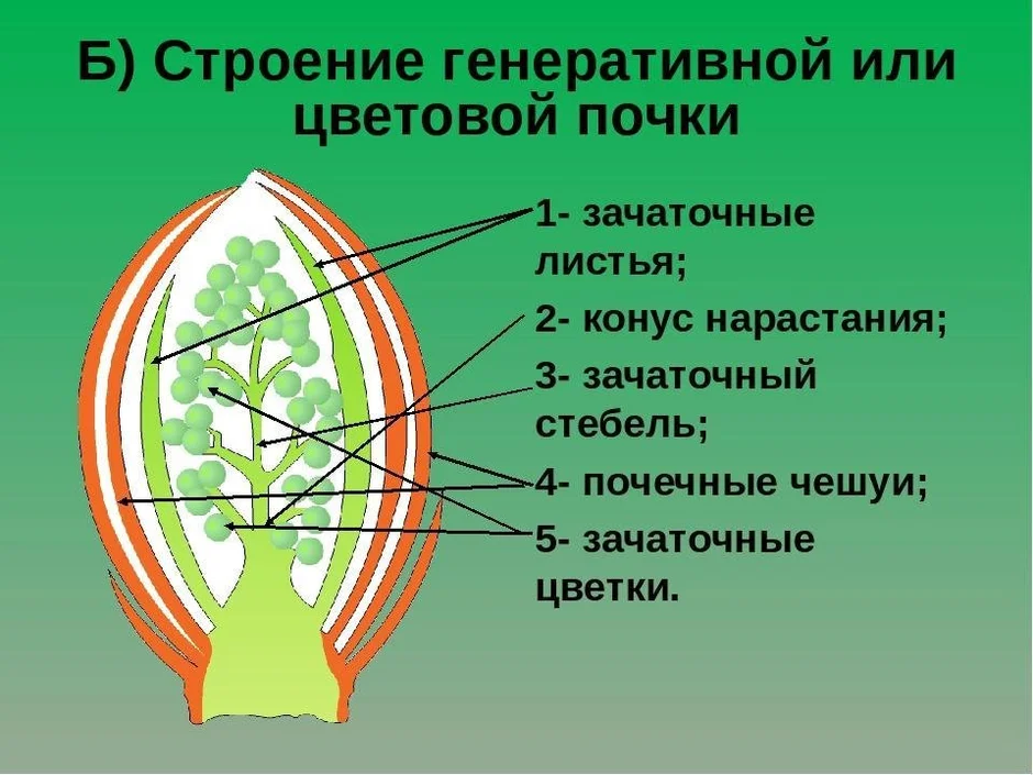 На рисунке изображено строение вегетативной и генеративной почек под цифрой 1 изображено