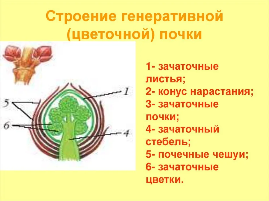 На рисунке изображено строение вегетативной и генеративной почек под цифрой 4 изображено