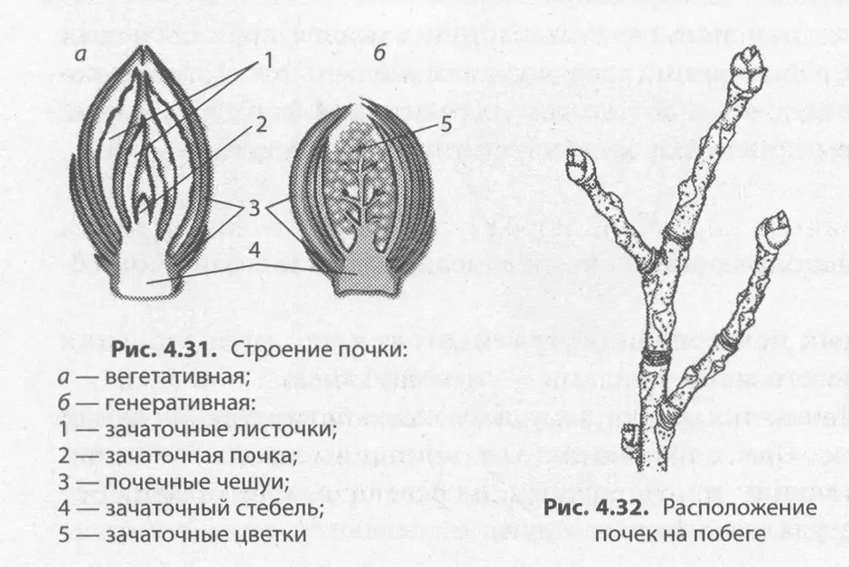 Какой элемент цветочной почки обозначен на рисунке цифрой 1