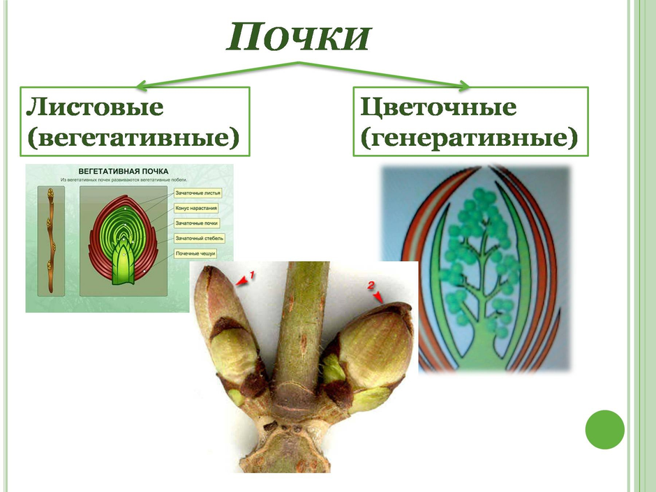 Какое строение имеет вегетативная почка. Вегетативные органы почки. Вегетативная почка это в биологии 6 класс. Биология 6 класс почка генеративной почки. Листовая и Цветочная почка.