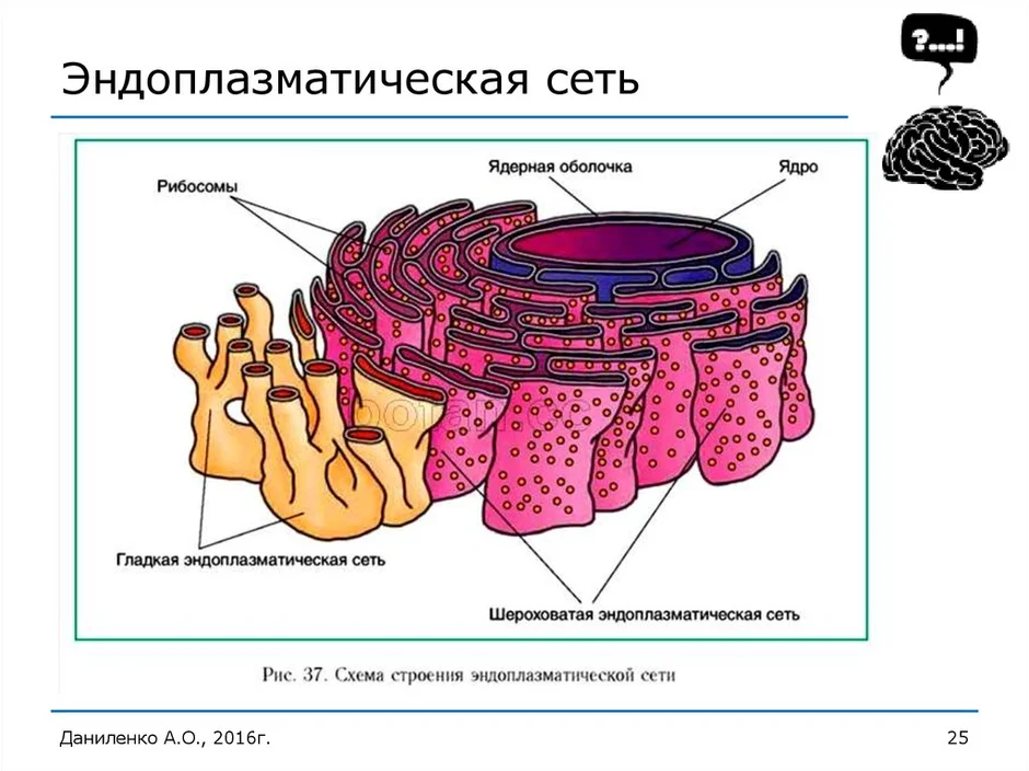 Гладкая эндоплазматическая сеть рисунок