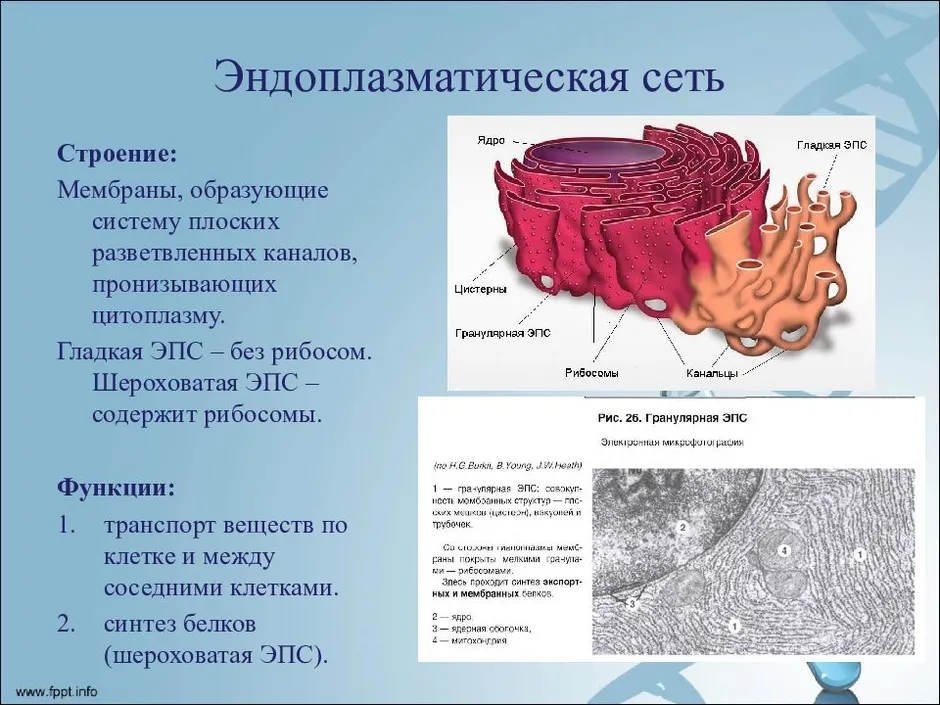 Эндоплазматическая сеть на рисунке