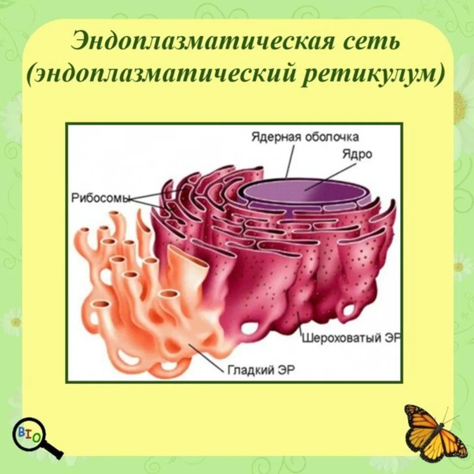 Гладкая сеть. ЭПС ретикулум. 1. Эндоплазматическая сеть. Мембраны эндоплазматической сети. Шероховатая ЭПС строение.