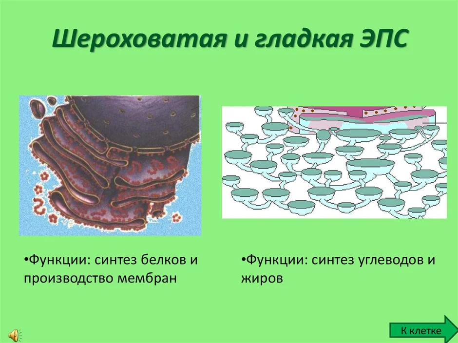 Гладкая эндоплазматическая сеть рисунок